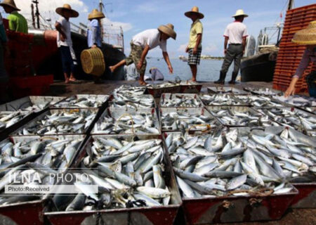 تولید ۵٠٠ تن ماهی تیلاپیا در ۴ استان کشور