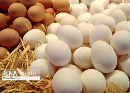 حداکثر قیمت هر کیلوگرم تخم مرغ فله برای مصرف‌کننده ۱۴ هزار و ۵۰۰ تومان/ سقف صادرات تخم مرغ ماهانه ۵ هزار تن