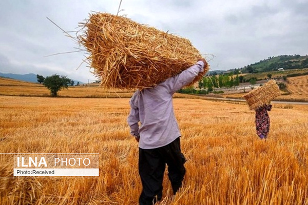 نرخ خرید گندم مورد پذیرش کشاورزان نیست/ کشاورزان سردرگم هستند