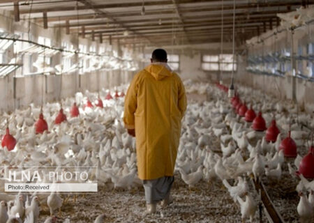امکان دریافت مستقیم نهاده‌ها برای مرغداران خرد فراهم شد/ کاهش قیمت گوشت مرغ قطعی است