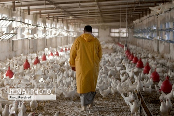 امکان دریافت مستقیم نهاده‌ها برای مرغداران خرد فراهم شد/ کاهش قیمت گوشت مرغ قطعی است