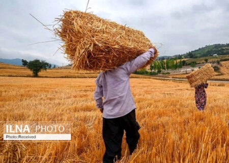 تمام مطالبات گندم‌کاران تسویه شده است/ رشد ۷ درصدی خرید گندم از کشاورزان