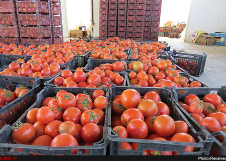 عراق از ایران ۱۰۰ میلیون دلار گوجه و هندوانه خرید
