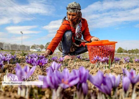هزار میلیارد تومان تسهیلات برای خرید زعفران اختصاص یافت