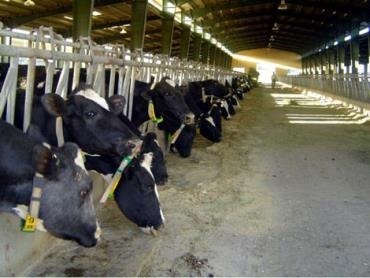 پروار ٣۵۵ هزار رأس گاو و گوساله در دامداری‌های کشور