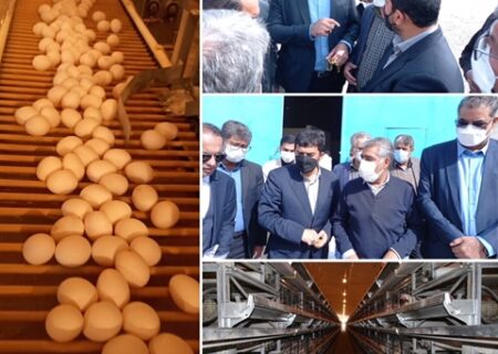 احیاء طرح ۲۴۰ هزار قطعه ای مرغ تخم گذار در زاهدان، با حمایت ۱۴۰ میلیارد ریالی بانک کشاورزی
