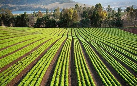رشد ۷۸ درصدی پرداخت تسهیلات زراعت در بانک کشاورزی
