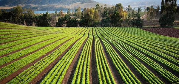 رشد ۷۸ درصدی پرداخت تسهیلات زراعت در بانک کشاورزی