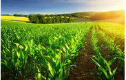 حمایت ۱۷۲ هزار میلیارد ریالی بانک کشاورزی از زراعت محصولات بهاره و پاییزه در ده ماهه سال جاری