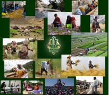 حمایت ۳۶ هزار میلیارد ریالی بانک کشاورزی از اشتغال مددجویان کمیته امداد و بهزیستی
