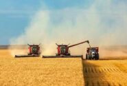 خرید تضمینی بیش از ۵٫۵ میلیون تن گندم با عاملیت بانک کشاورزی