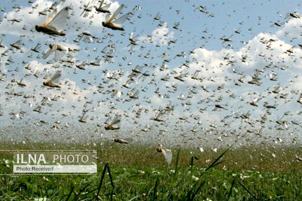 تخصیص ۱۰ میلیارد تومان برای مبارزه با ملخ صحرایی در فاز نخست