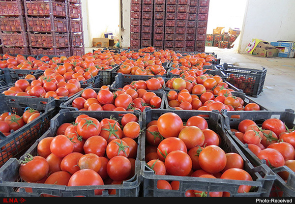 چرا عراق ۲۰۰ کامیون گوجه فرنگی ایران را برگشت داد؟