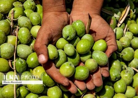 برداشت بیش از ۱۲۰ هزار تن میوه زیتون در کشور
