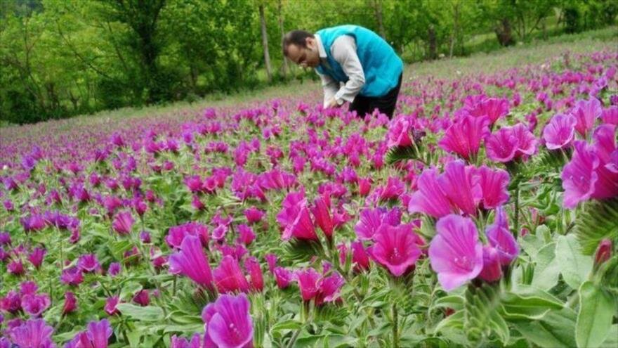 ایجاد ۹ هزار شغل برکت در حوزه گیاهان دارویی توسط ستاد اجرایی فرمان امام در ۸۵۳ روستای کشور