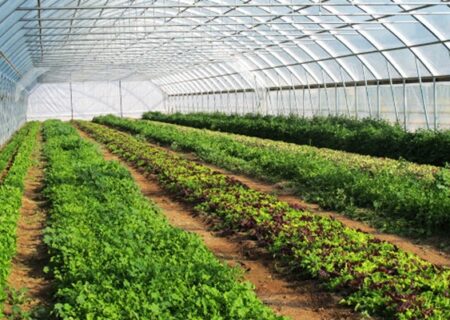 احداث گلخانه سبزی و صیفی با حمایت ۲۱ میلیارد ریالی بانک کشاورزی در استان بوشهر