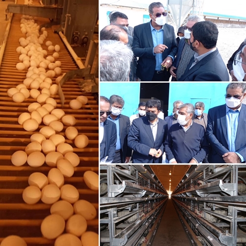 احیاء طرح ۲۴۰ هزار قطعه ای مرغ تخم گذار در زاهدان، با حمایت ۱۴۰ میلیارد ریالی بانک کشاورزی