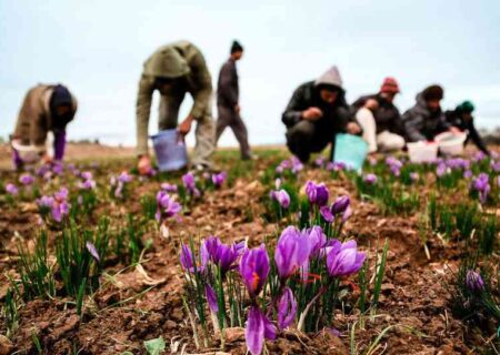 زعفرانکاران محصولات خود را به انبارهای بورسی تحویل دهند